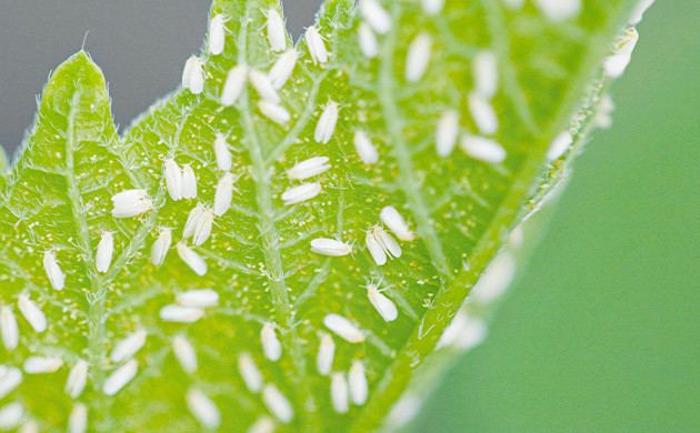 Борьба с вредителями Белокрылки на нижней части листа