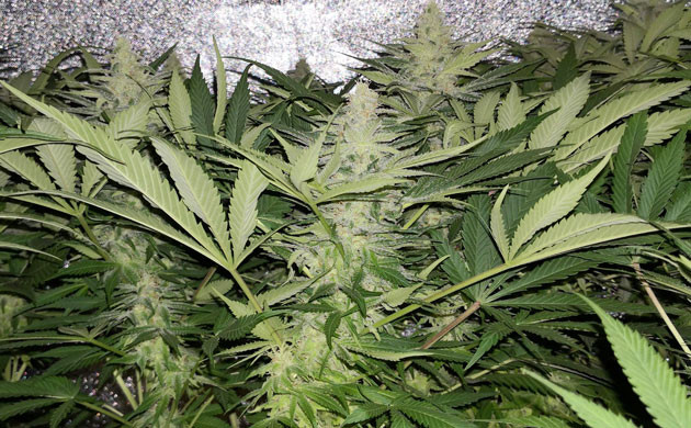 Шишки покрытые трихомами