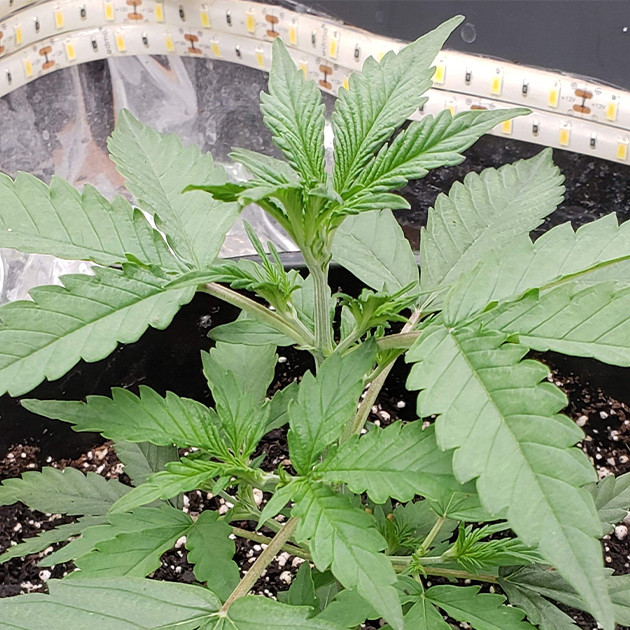 Куст Mexican Airlines auto fem на 4 неделе гровинга