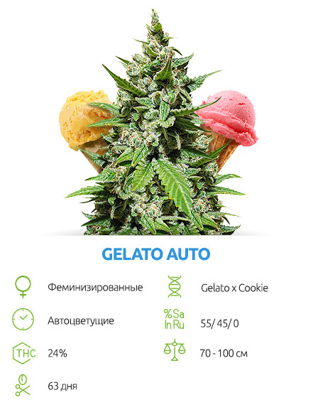 Gelato Auto от сидбанка Семяныч