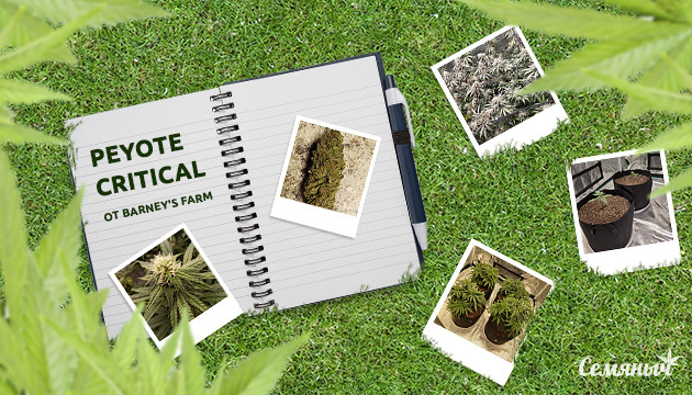 Гроурепорт сорта марихуаны Peyote Critical