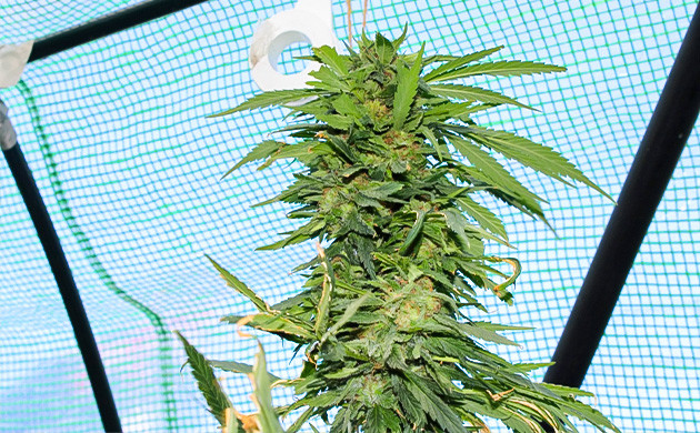 Обнаружение гнили на одной бошке