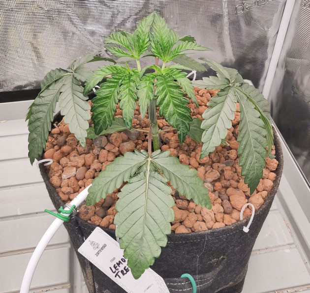 Lemon Tree: адаптация и рост