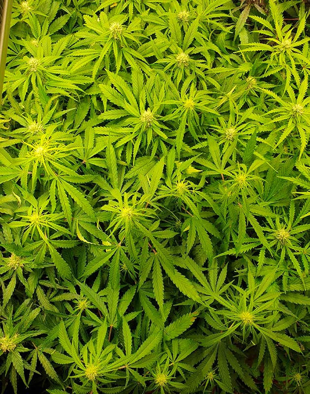Куст конопли с множеством бутонов