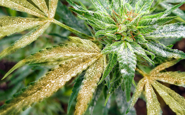 Белый налет на листьях конопли