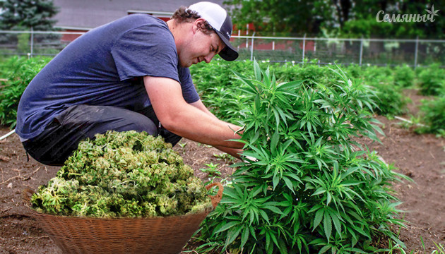 Тренировка конопли в аутдоре