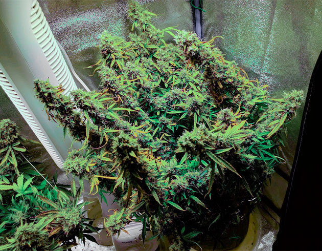 Прогнутые ветви от веса шишек