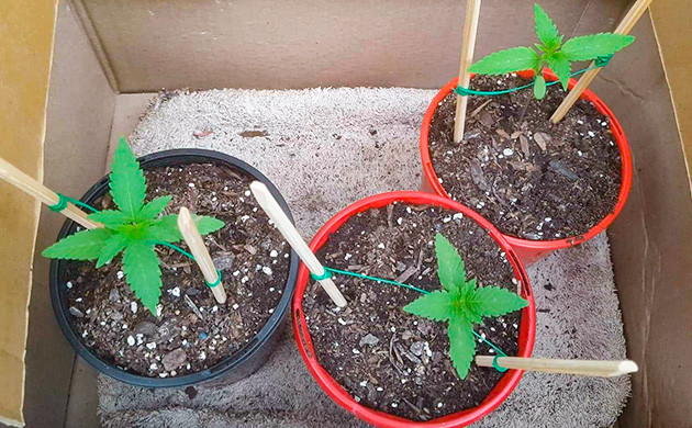 Выращивание конопли Pineapple Chunk