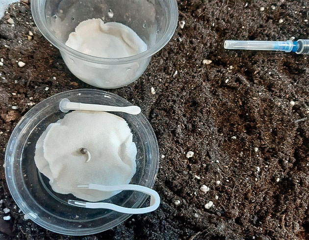 Росток Glue Sherbet не может сбросить каску