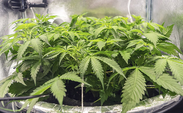 Суперкроппинг конопли