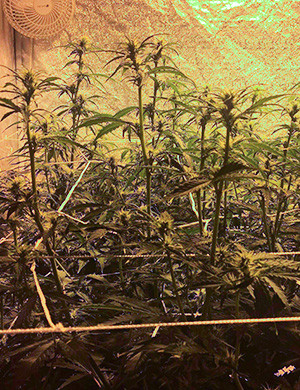 Кусты с маленькими соцветиями