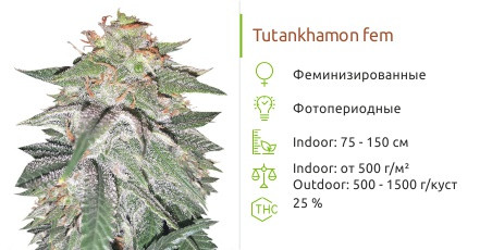 Tutankhamon от Pyramid Seed