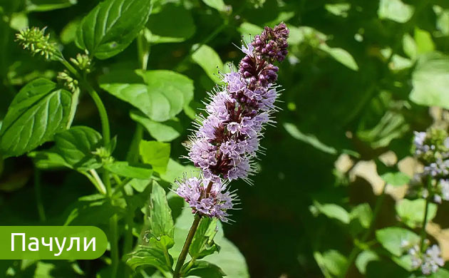Пачули: землистый аромат и терпены