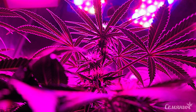 Выбираем лампы для конопли