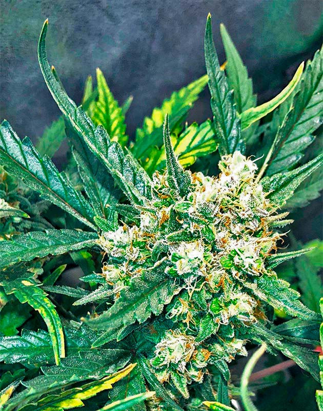 Трихомы на шишках конопли