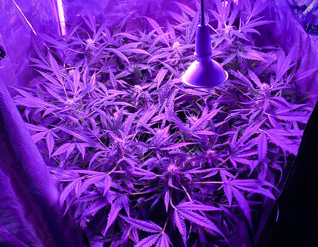 Пышный куст 40 см