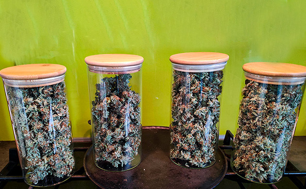 Сбор урожая Bubba Island Kush