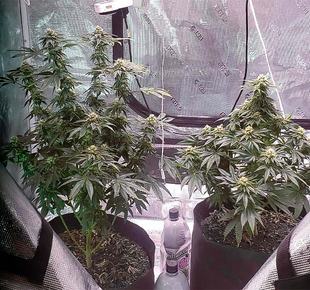 Стимуляция роста куста Vanilla Frosting