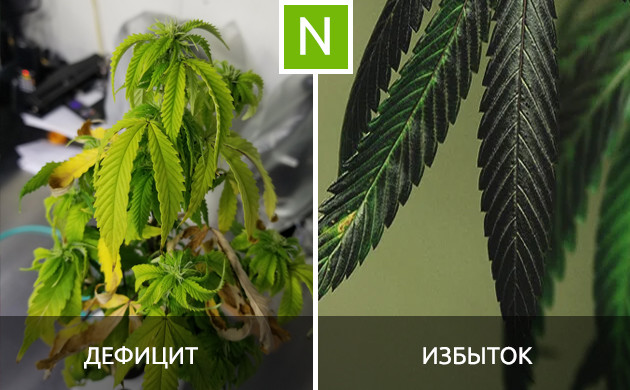 Последствия дефицита и избытка азота