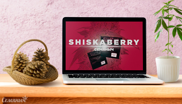 Выращивание сорта конопли Shiskaberry в индоре