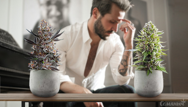 Выбор сорта конопли