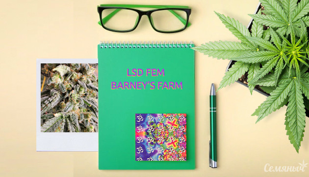 Гроурепорт сорта марихуаны LSD fem от Barney's Farm