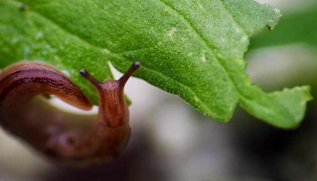 Улитка на листе