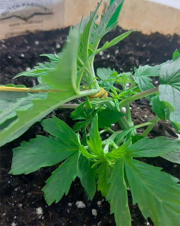 Рост Critical Orange Punch Auto: фотоотчёт