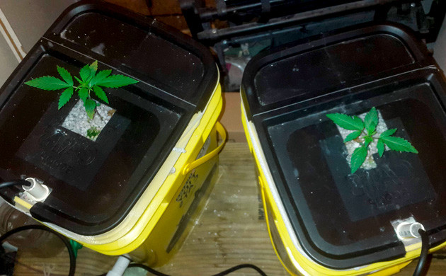 Пятна на листьях куста