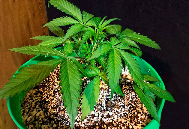 Куст ростом 18 см