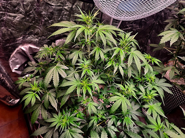 Растение Tashkenti Auto на 5 неделе выращивания