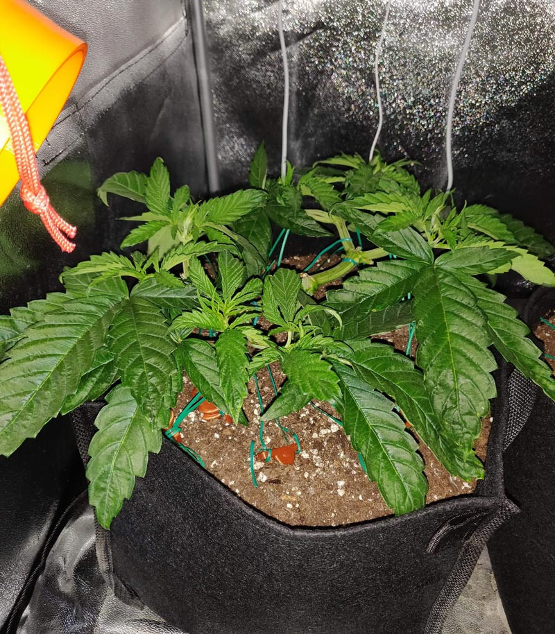 Четвертая неделя выращивания LSD