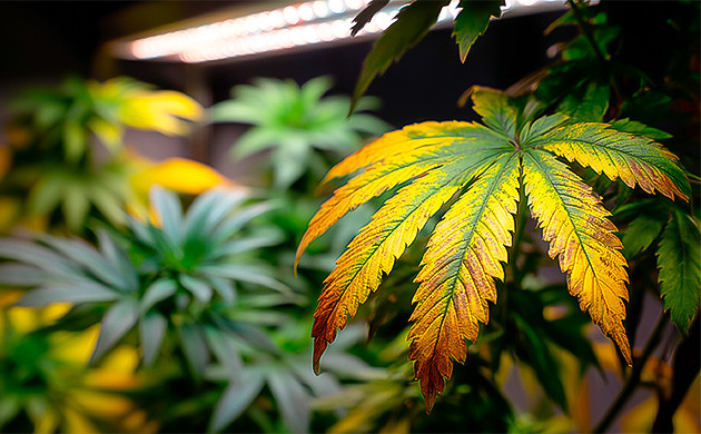 Что такое световой ожог у каннабиса?