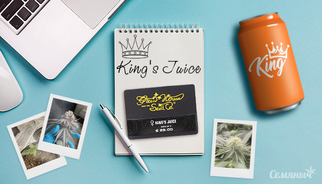 Выращивание сорта конопли King's Juice от GHS в индоре