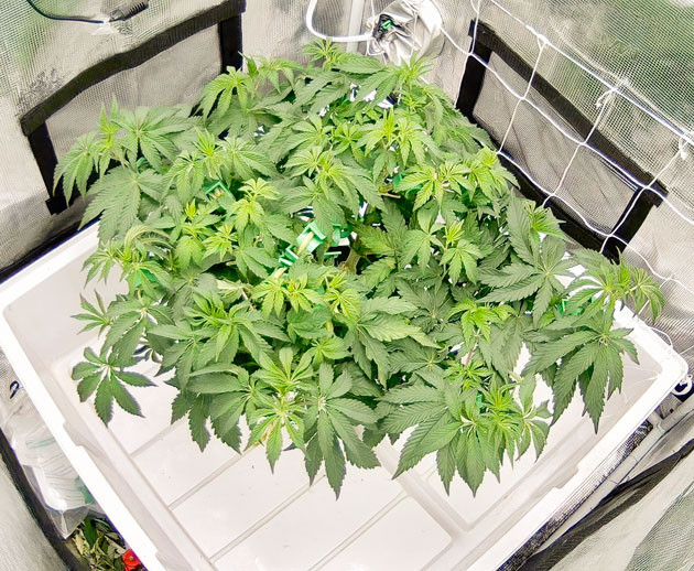 Куст Crescendo RBX1 на стадии вегетации