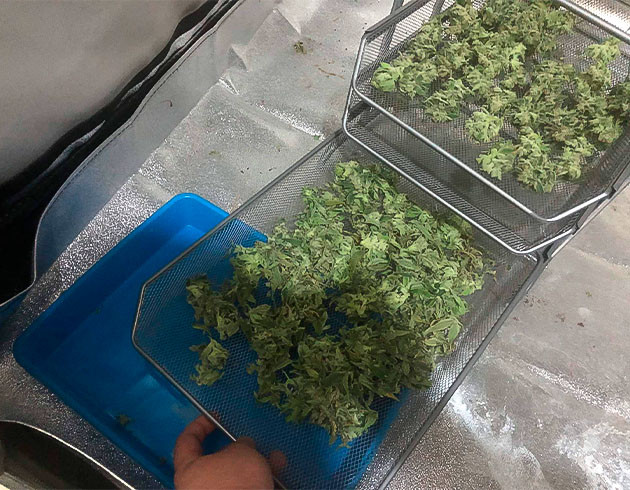 Харвест марихуаны