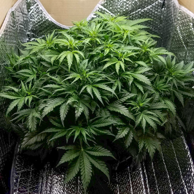 Марихуана Lemon AK auto fem на 5 неделе гровинга