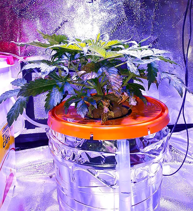 Почему Northern Lights стал больше пить?