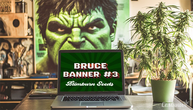 Выращивание сорта Bruce Banner #3