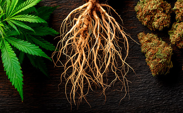 Крепкие корни для мощного роста конопли