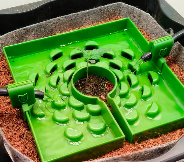 Росток Auto Orange Bud от Dutch Passion на 1 неделе