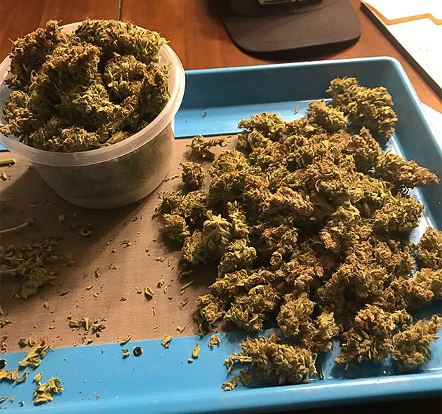 Шишки Auto Chocolate Skunk