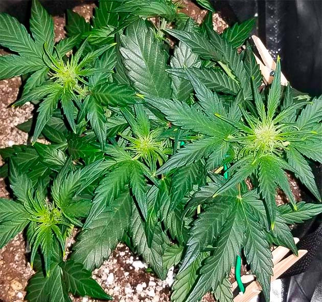 Конопля ростом 15 см