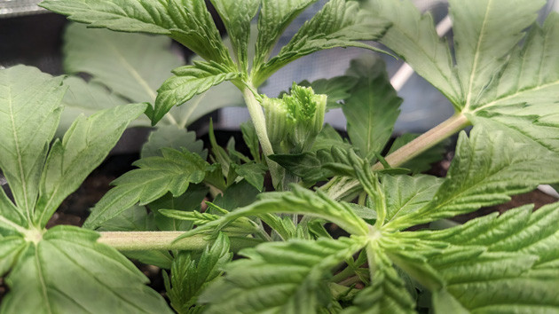 Уход после FIM-обрезки