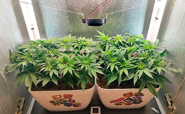 Кусты Mimosa Shot и Gorilla Zkittlez на 6 неделе развития