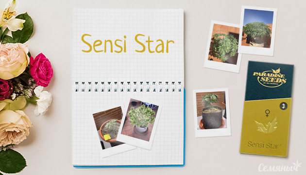Выращивание индичного сорта Sensi Star от Paradise Seeds