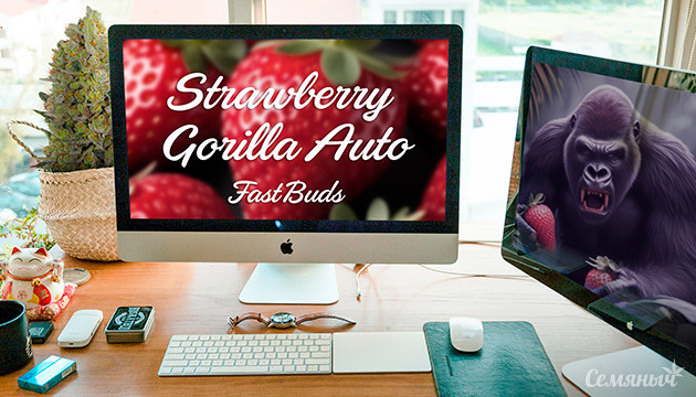 Гроурепорт по выращиванию сорта Strawberry Gorilla Auto