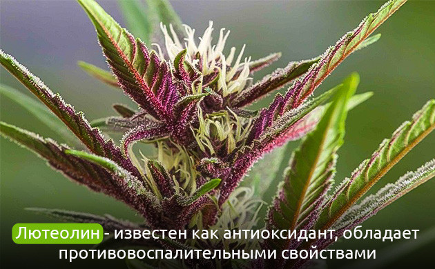 Лютеолин: флавоноид для сердечного здоровья