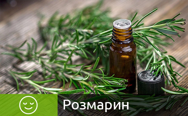 Ветки розмарина