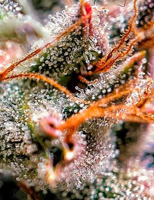 Прозрачные трихомы